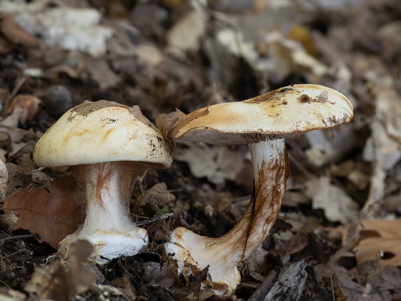 Cortinarius albertii Cortinarius albertii